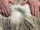 alpaca for sale