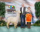 alpaca for sale
