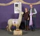 alpaca for sale