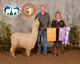 alpaca for sale