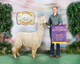 alpaca for sale