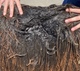 alpaca for sale