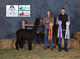 alpaca for sale