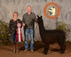 alpaca for sale