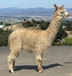 alpaca for sale
