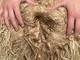 alpaca for sale