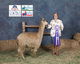 alpaca for sale