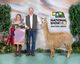 alpaca for sale