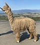 alpaca for sale