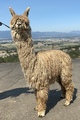 alpaca for sale