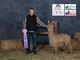 alpaca for sale