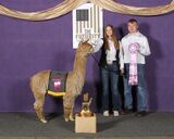 alpaca for sale