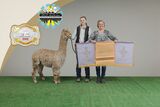 alpaca for sale