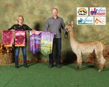 alpaca for sale