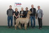 alpaca for sale