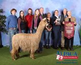 alpaca for sale