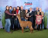 alpaca for sale