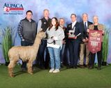 alpaca for sale