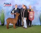 alpaca for sale
