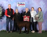 alpaca for sale