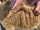 alpaca for sale
