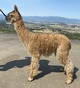 alpaca for sale