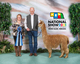 alpaca for sale