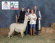 alpaca for sale