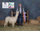alpaca for sale