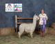 alpaca for sale