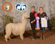 alpaca for sale