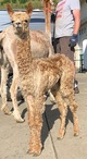 alpaca for sale
