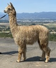 alpaca for sale