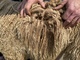 alpaca for sale
