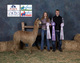 alpaca for sale