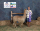 alpaca for sale