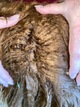 alpaca for sale