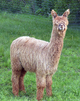 alpaca for sale