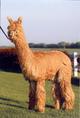 alpaca for sale