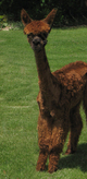 alpaca for sale