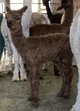 alpaca for sale