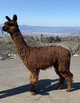 alpaca for sale