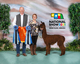 alpaca for sale