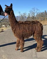 alpaca for sale