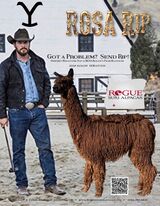 alpaca for sale