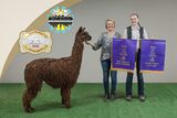 alpaca for sale