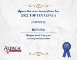 alpaca for sale