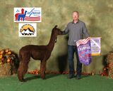 alpaca for sale