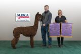 alpaca for sale