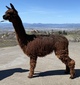 alpaca for sale